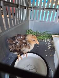 Found/Stray Unknown Bird last seen Wilhite and Miller, Valley Center, CA 92082