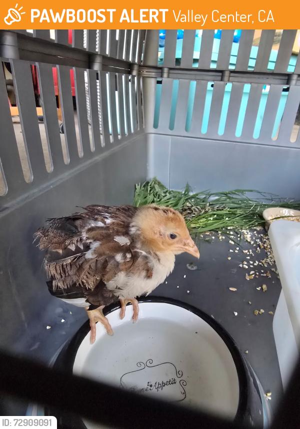 Found/Stray Unknown Bird last seen Wilhite and Miller, Valley Center, CA 92082