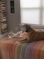 Reunited Female Dog last seen Near John Jones Rd, Bahama, NC 27503, USA, Bahama, NC 27503