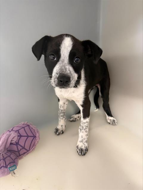 Shelter Stray Female Dog last seen Near BLOCK ROSEDALE HWY, BAKERSFIELD, CA, Bakersfield, CA 93307