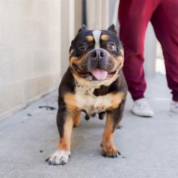 Shelter Stray Female Dog last seen FRUITRIDGE RD & 65TH STREET EXPY, Sacramento, CA 95818