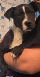Shelter Stray Female Dog last seen E ST BAKERSFIELD, Bakersfield, CA 93307