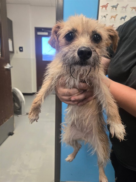 Shelter Stray Female Dog last seen MADISON ST BAKERSFIELD, Bakersfield, CA 93307