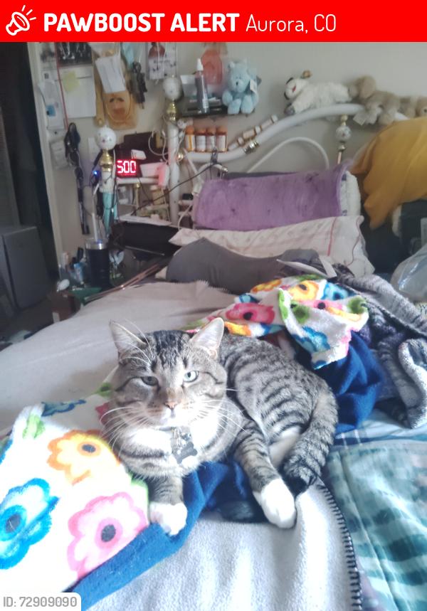 Lost Male Cat last seen Arapahoe and Liverpool , Aurora, CO 80016