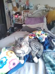 Lost Male Cat last seen Arapahoe and Liverpool , Aurora, CO 80016