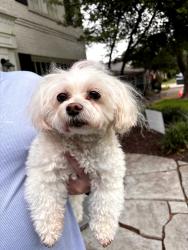 Reunited Female Dog last seen Hillcrest and Southwestern, Dallas, TX 75225
