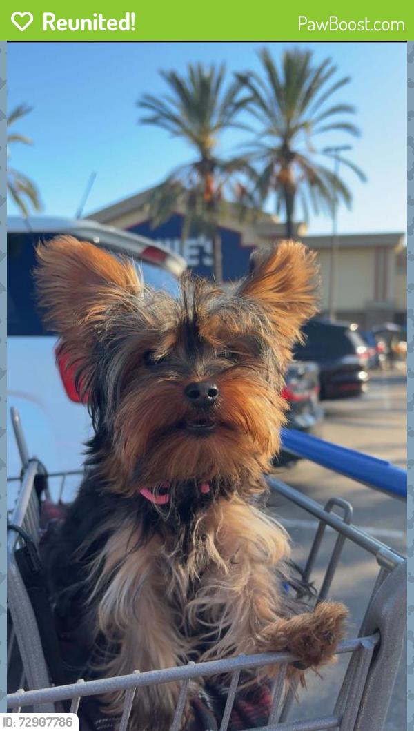 Reunited Female Dog last seen Sierra Park Elementary School , Los Angeles, CA 90032