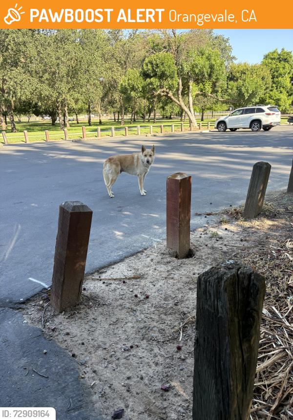 Found/Stray Unknown Dog last seen Across from the high school, Orangevale, CA 95662