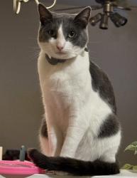 Lost Male Cat last seen La Vida/golf course, Chula Vista, CA 91915