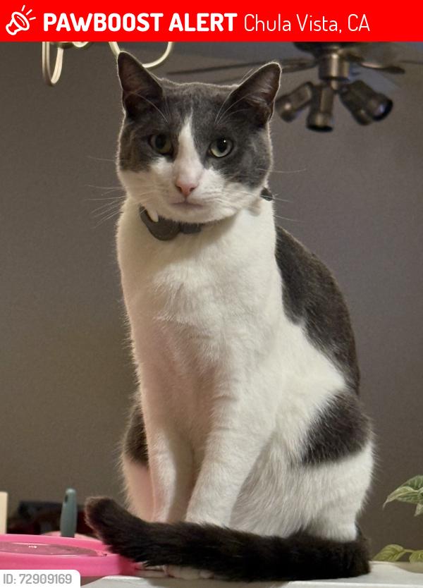 Lost Male Cat last seen La Vida/golf course, Chula Vista, CA 91915