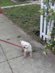 Reunited Female Dog last seen Service Street hse, Virginia Beach, VA 23455