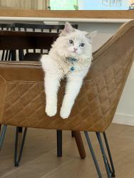 Reunited Male Cat last seen Carrera drive, Mill Valley, CA 94941