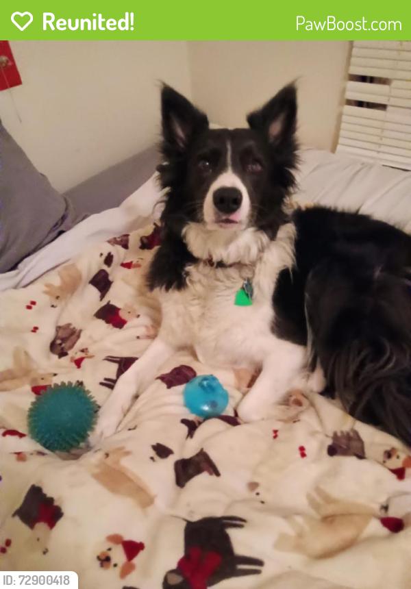 Reunited Female Dog last seen Zenith and Hwy 82, Lubbock, TX 79401