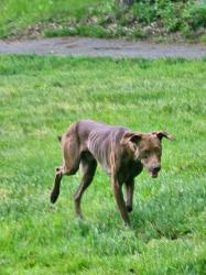 Found/Stray Male Dog last seen Holy Lane, Marlborough, CT, Marlborough, CT 06447