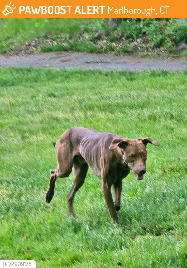 Found/Stray Male Dog last seen Holy Lane, Marlborough, CT, Marlborough, CT 06447