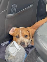 Found/Stray Female Dog last seen Riverside Dr, irving TX, Irving, TX 75039