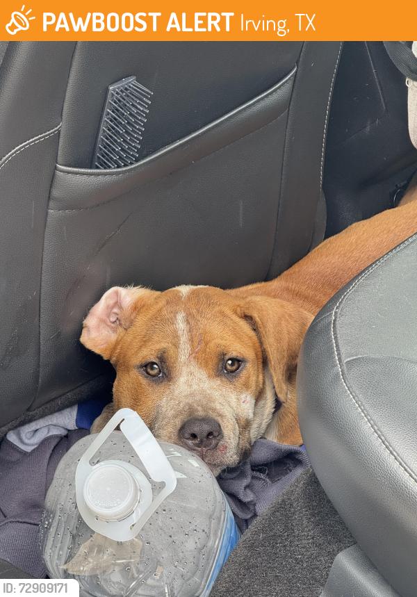 Found/Stray Female Dog last seen Riverside Dr, irving TX, Irving, TX 75039