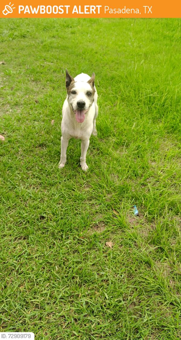 Found/Stray Male Dog last seen Crestmeadow/ Crestford Ln, Pasadena, TX 77505