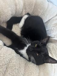 Reunited Male Cat last seen Stockholm drive, Hedge End, England SO30 0LJ