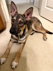 Found/Stray Male Dog last seen Near Babcock and Huebner, San Antonio, TX 78240