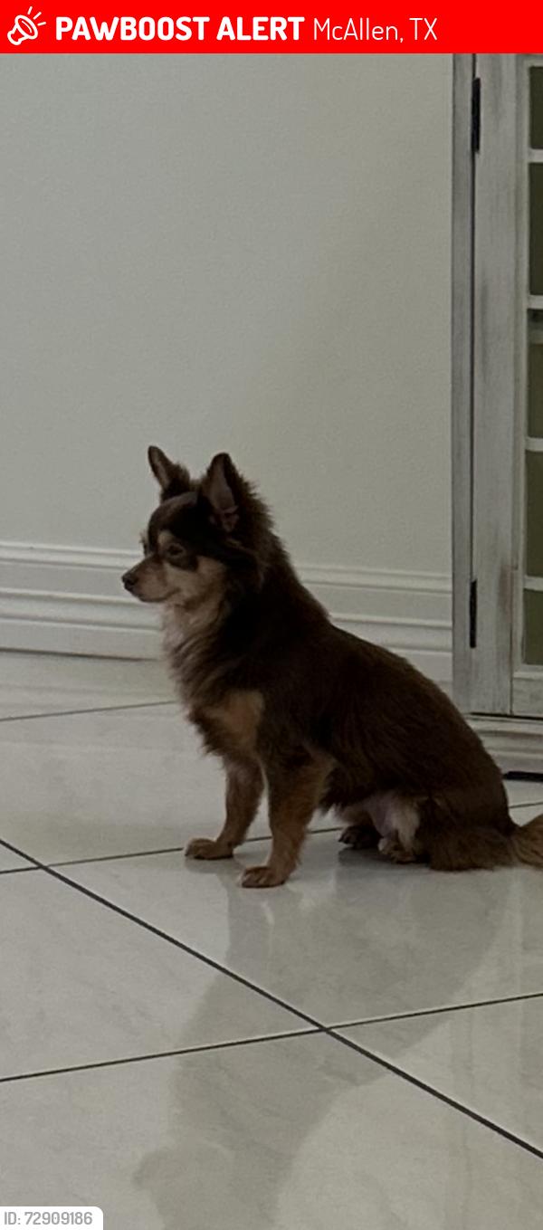 Lost Female Dog last seen Tres Lagos, McAllen, TX 78504