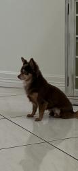 Lost Female Dog last seen Tres Lagos, McAllen, TX 78504