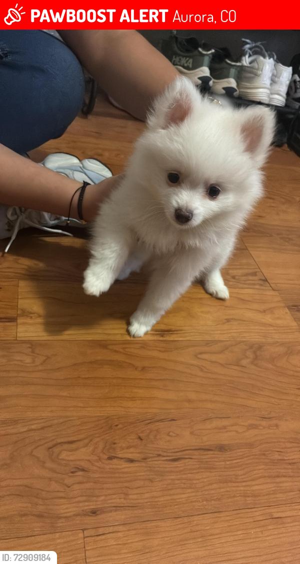 Lost Male Dog last seen Near s winnipieg St, Aurora, CO 80015