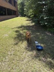 Found/Stray Male Dog last seen Behind the engineering building in the forested area, Macon, GA 31201