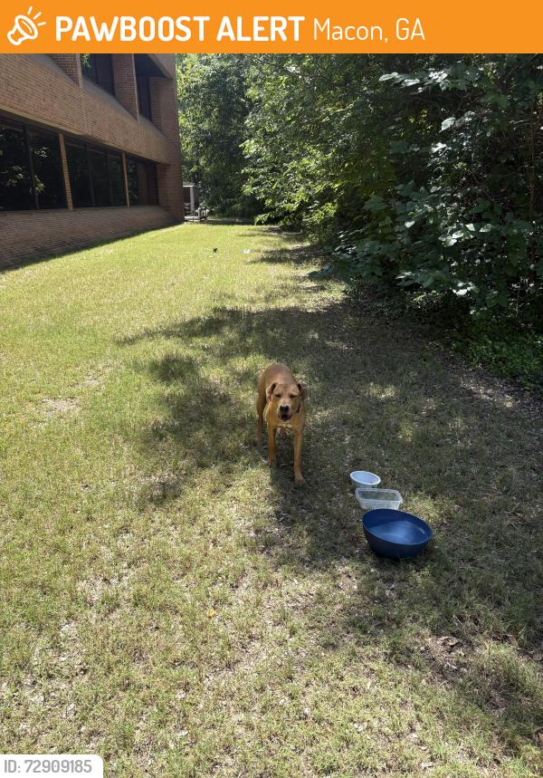 Found/Stray Male Dog last seen Behind the engineering building in the forested area, Macon, GA 31201