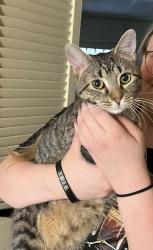 Reunited Male Cat last seen W Main Street and S Oak Street , Ephrata, PA 17522