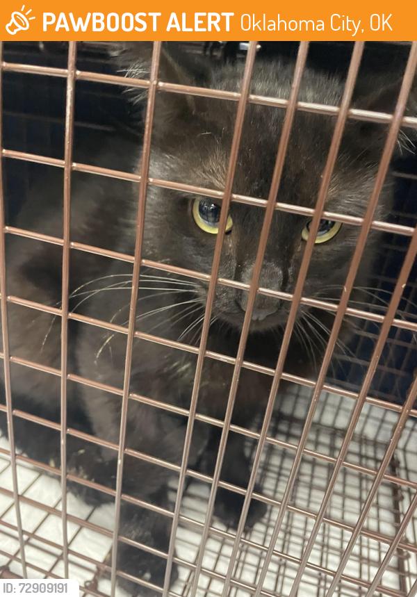 Found/Stray Male Cat last seen SW 134th & Western, Oklahoma City, OK 73170