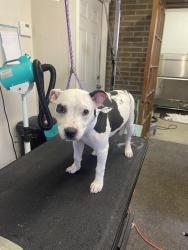 Reunited Female Dog last seen E65th & Bessemer, Cleveland, OH 44127