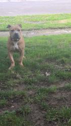 Found/Stray Male Dog last seen Walking around the neighborhood, Louisville, KY 40219