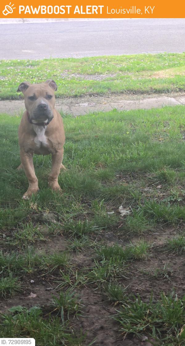 Found/Stray Male Dog last seen Walking around the neighborhood, Louisville, KY 40219
