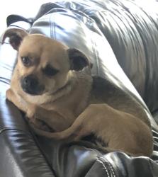 Reunited Female Dog last seen Happy Valley Rd, Phoenix, AZ 85083