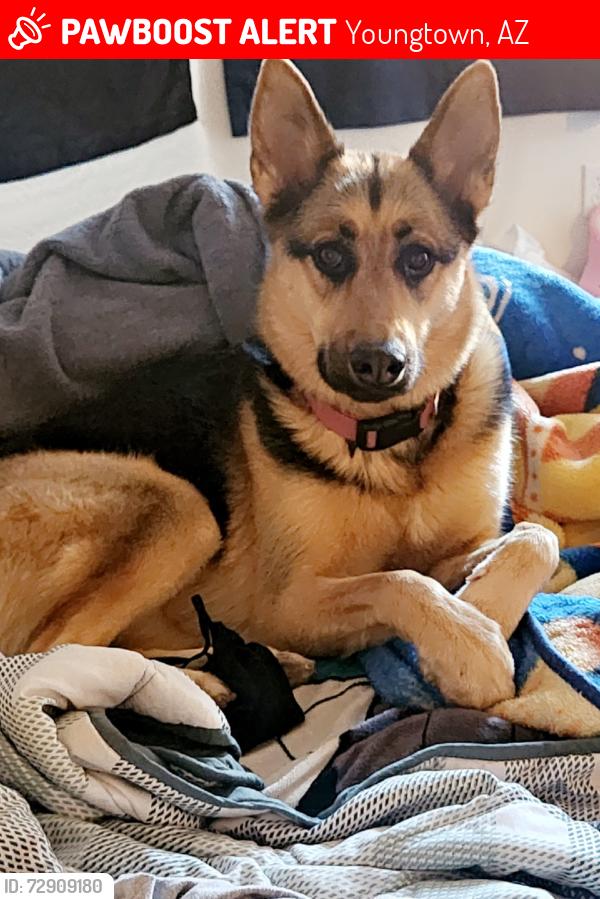 Lost Female Dog last seen North of Olive and 115th Ave, Youngtown, AZ 85363