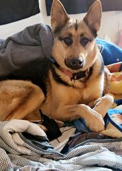 Lost Female Dog last seen North of Olive and 115th Ave, Youngtown, AZ 85363