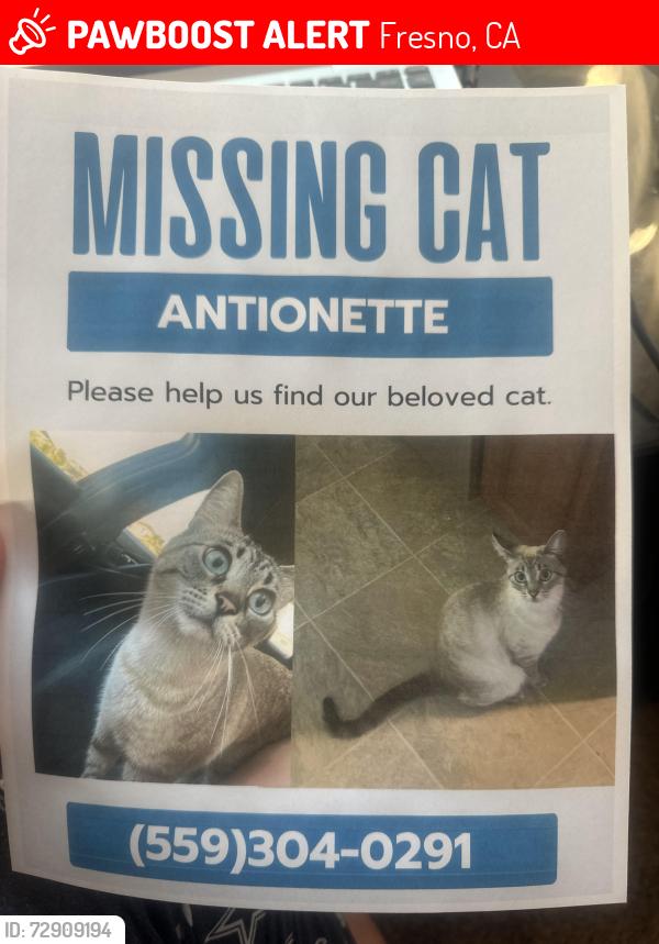 Lost Female Cat last seen In the neighborhood between church and chestnut and church and willow, Fresno, CA 93725