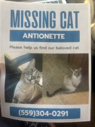 Lost Female Cat last seen In the neighborhood between church and chestnut and church and willow, Fresno, CA 93725