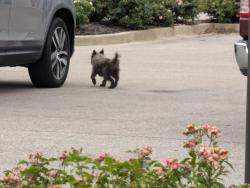 Found/Stray Unknown Dog last seen Heading South, Olive Branch, MS 38654