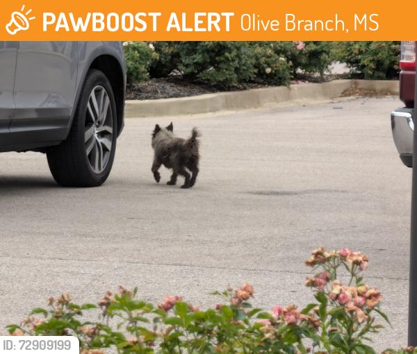Found/Stray Unknown Dog last seen Heading South, Olive Branch, MS 38654