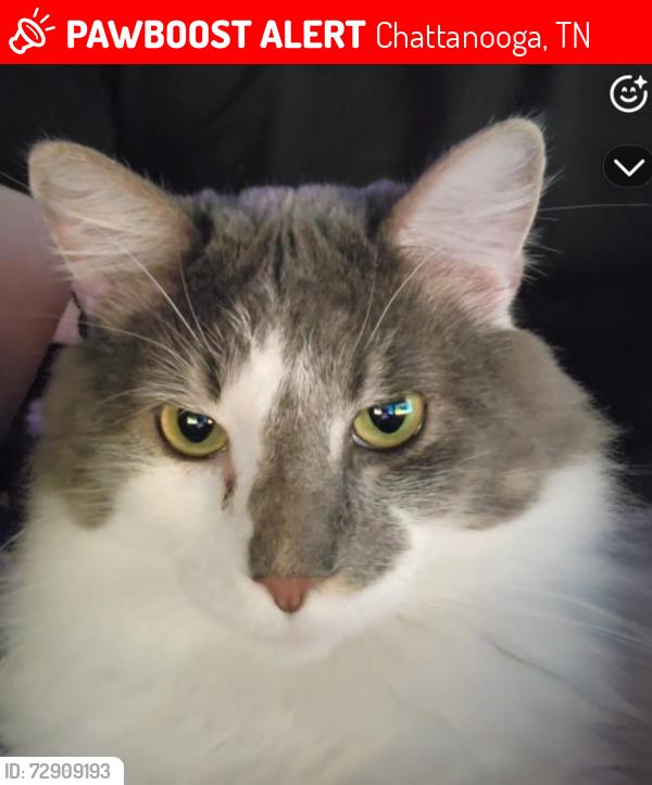 Lost Male Cat last seen Everett drive, Chattanooga, TN 37421
