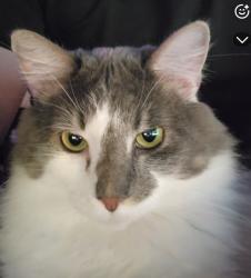 Lost Male Cat last seen Everett drive, Chattanooga, TN 37421