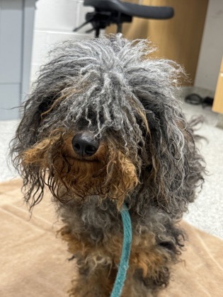 Shelter Stray Male Dog last seen Near Queensberry, 21215, MD, Baltimore, MD 21230