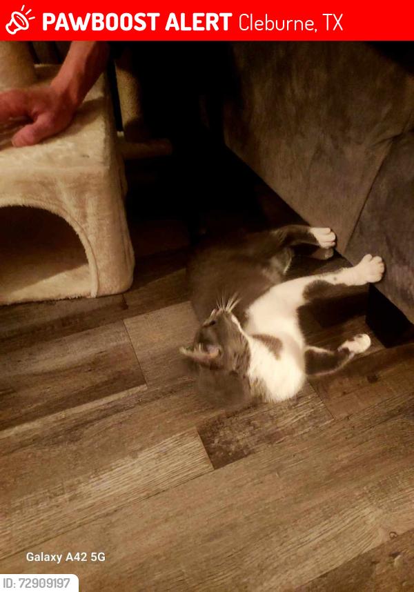 Lost Female Cat last seen cleburne oaks apmts, Cleburne, TX 76033