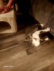 Lost Female Cat last seen cleburne oaks apmts, Cleburne, TX 76033