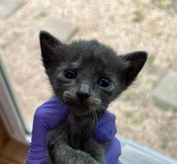 Shelter Stray Unknown Cat last seen Bryan, TX 77845, Bryan, TX 77807
