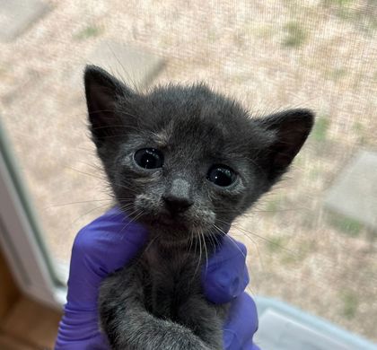 Shelter Stray Unknown Cat last seen Bryan, TX 77845, Bryan, TX 77807