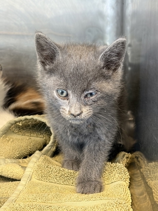 Shelter Stray Male Cat last seen El Paso, TX 79915, Fort Bliss, TX 79906