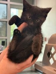 Shelter Stray Female Cat last seen Memphis, TN 38109, Bartlett, TN 38134